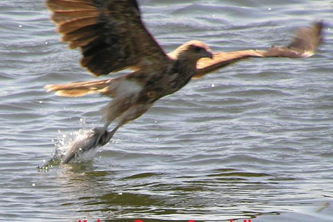 Kalgan Queen Scenic Cruises A Four Hour Sheltered Water Wildlife Tour Daily Fun. - Mackay Tourism 6