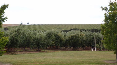 Yarra Valley Wine And Winery Tour From Melbourne - Mackay Tourism 7