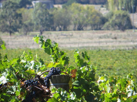 Yarra Valley Wine And Winery Tour From Melbourne - Mackay Tourism 8