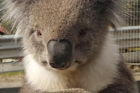 2 Day Great Ocean Road Tour From Melbourne - Mackay Tourism 12