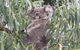 Koalas And Kangaroo In The Wild Tour From Melbourne - thumb 9