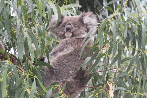 Koalas And Kangaroo In The Wild Tour From Melbourne - Mackay Tourism 9