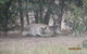 Koalas And Kangaroo In The Wild Tour From Melbourne - thumb 14