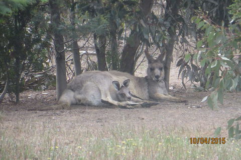 Koalas And Kangaroo In The Wild Tour From Melbourne - Mackay Tourism 14