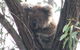 Koalas And Kangaroo In The Wild Tour From Melbourne - thumb 22