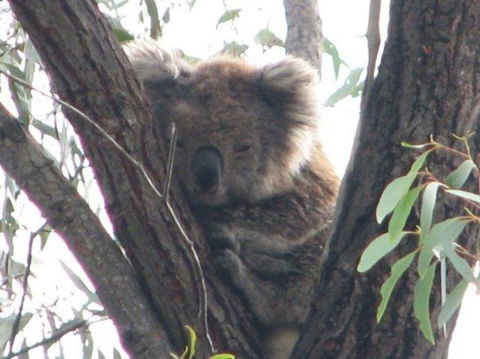 Koalas And Kangaroo In The Wild Tour From Melbourne - Mackay Tourism 22