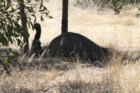 Koalas And Kangaroo In The Wild Tour From Melbourne - Mackay Tourism 8