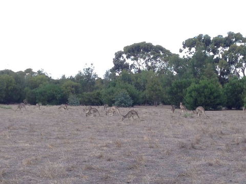 Koalas And Kangaroo In The Wild Tour From Melbourne - Mackay Tourism 11