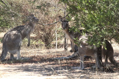 Koalas And Kangaroo In The Wild Tour From Melbourne - Mackay Tourism 6