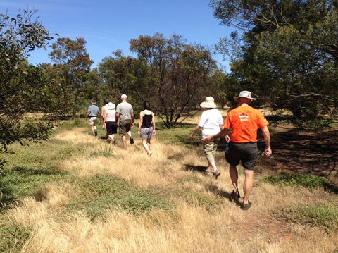 Koalas And Kangaroo In The Wild Tour From Melbourne - Mackay Tourism 19
