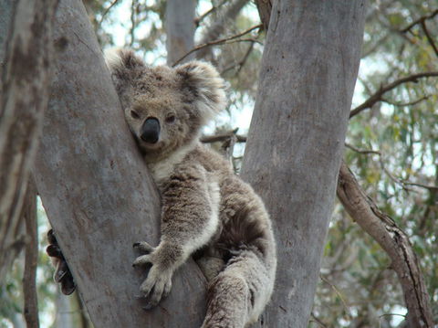 Koalas And Kangaroo In The Wild Tour From Melbourne - Mackay Tourism 21