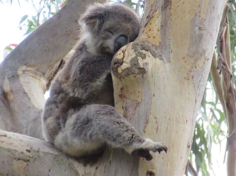 Koalas And Kangaroo In The Wild Tour From Melbourne - Mackay Tourism 17