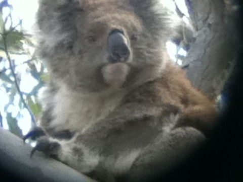 Koalas And Kangaroo In The Wild Tour From Melbourne - Mackay Tourism 20