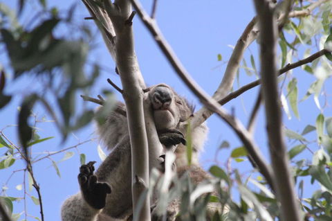 Koalas And Kangaroo In The Wild Tour From Melbourne - Mackay Tourism 10