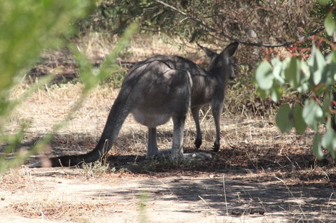 Koalas And Kangaroo In The Wild Tour From Melbourne - Mackay Tourism 3