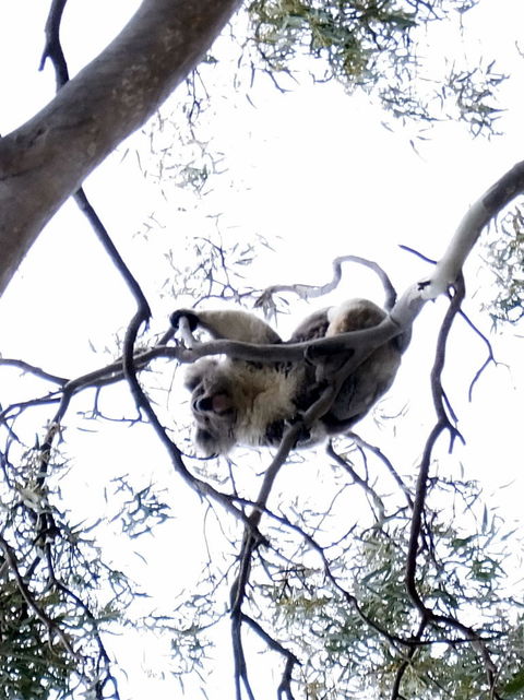 Koalas And Kangaroo In The Wild Tour From Melbourne - Mackay Tourism 2