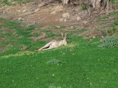 Koalas And Kangaroo In The Wild Tour From Melbourne - Mackay Tourism 16