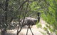 Koalas And Kangaroo In The Wild Tour From Melbourne - thumb 7