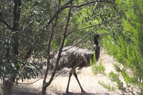 Koalas And Kangaroo In The Wild Tour From Melbourne - Mackay Tourism 7