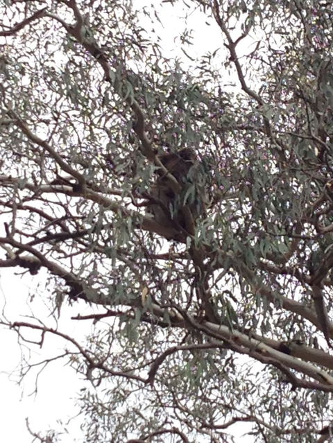 Koalas And Kangaroo In The Wild Tour From Melbourne - Mackay Tourism 13