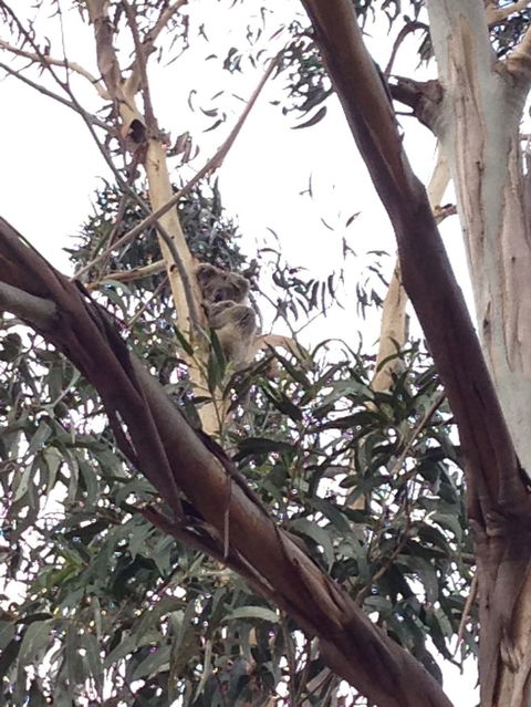 Koalas And Kangaroo In The Wild Tour From Melbourne - Mackay Tourism 12