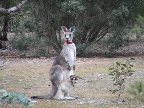 Koalas And Kangaroo In The Wild Tour From Melbourne - Mackay Tourism 25