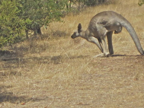 Koalas And Kangaroo In The Wild Tour From Melbourne - Mackay Tourism 18
