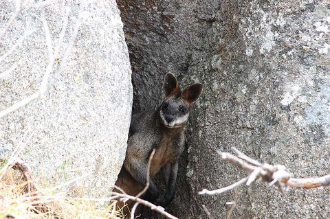 Koalas And Kangaroo In The Wild Tour From Melbourne - Mackay Tourism 27