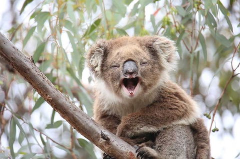 Koalas And Kangaroo In The Wild Tour From Melbourne - Mackay Tourism 28