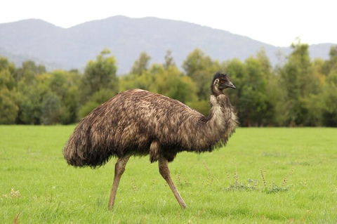 Koalas And Kangaroo In The Wild Tour From Melbourne - Mackay Tourism 29