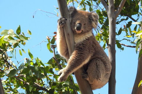 Koalas And Kangaroo In The Wild Tour From Melbourne - Mackay Tourism 31