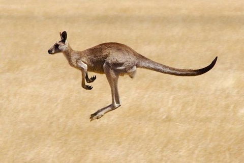 Koalas And Kangaroo In The Wild Tour From Melbourne - Mackay Tourism 26