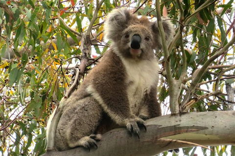 Koalas And Kangaroo In The Wild Tour From Melbourne - Mackay Tourism 34