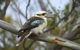 Koalas And Kangaroo In The Wild Tour From Melbourne - thumb 33