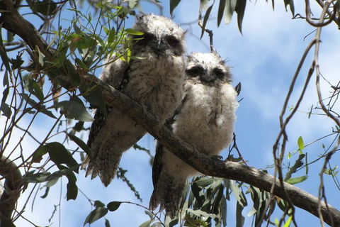 Koalas And Kangaroo In The Wild Tour From Melbourne - Mackay Tourism 36