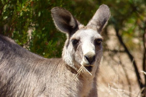 Koalas And Kangaroo In The Wild Tour From Melbourne - Mackay Tourism 32