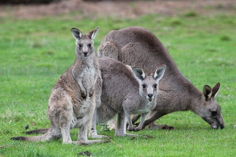 Koalas And Kangaroo In The Wild Tour From Melbourne - Mackay Tourism 38