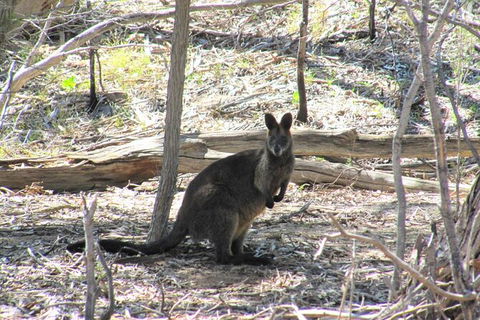 Koalas And Kangaroo In The Wild Tour From Melbourne - Mackay Tourism 37