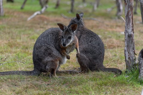 Phillip Island Penguin Parade Express Tour From Melbourne - Mackay Tourism 1