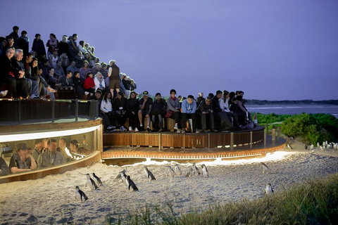 Phillip Island Penguin Parade Express Tour From Melbourne - Mackay Tourism 7
