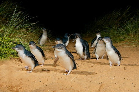 Phillip Island Penguin Parade Express Tour From Melbourne - Mackay Tourism 2