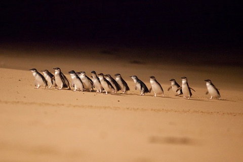 Phillip Island Penguin Parade Express Tour From Melbourne - Mackay Tourism 5