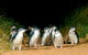 Phillip Island Penguin Parade Express Tour From Melbourne - thumb 3