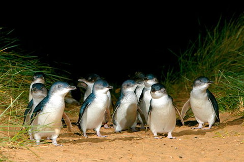 Phillip Island Penguin Parade Express Tour From Melbourne - Mackay Tourism 3