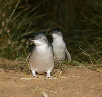 Full-Day Penguin Parade and Melbourne City Tour From Melbourne
