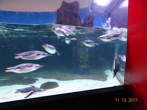 SEA LIFE Melbourne Aquarium Admission Ticket - Mackay Tourism 6