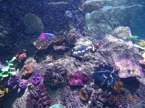 SEA LIFE Melbourne Aquarium Admission Ticket - Mackay Tourism 3