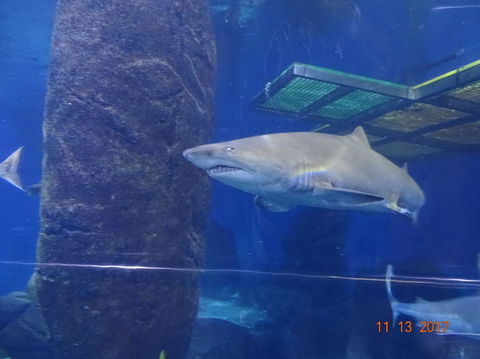 SEA LIFE Melbourne Aquarium Admission Ticket - Mackay Tourism 5