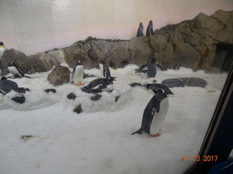 SEA LIFE Melbourne Aquarium Admission Ticket - Mackay Tourism 4