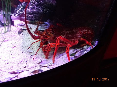 SEA LIFE Melbourne Aquarium Admission Ticket - Mackay Tourism 11